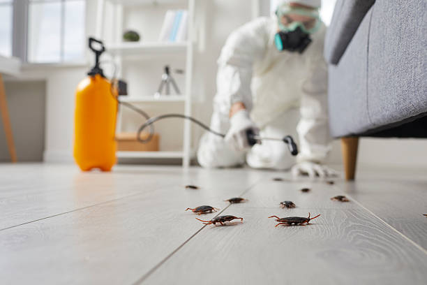 Post-Treatment Bed Bug Interceptor Monitoring in Lehigh Acres